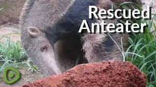 Young rescued anteater enjoying some tasty termite treats