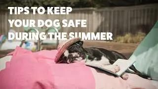 Essential Summer Dog Safety Tips from Rover: Keep Your Pup Cool & Safe