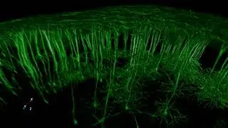 Aivia 6 - Real time multi gigabyte microscopy data rendering