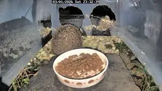 Hedgehog feeding, 3rd January 2026