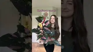 Pink princess philodendron