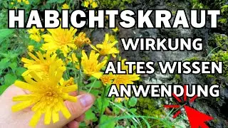 Habichtskraut Wirkung, Verwendung & altes Wissen 💚 Hieracium