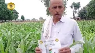 Grass King - गांव रत्तेवाली पंचकूला में 35 दिन की ग्रास किंग - बहुत तेजी से बढ़ने वाली ज्वार.