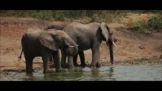 Relaxation Meditation: Elephant Families, Ecuador, Ocean and Wind Chimes