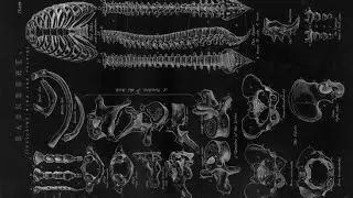 SCIENTIFIC BONE REMODELING (forced subliminal)