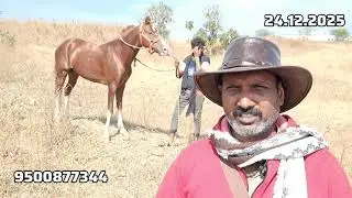 தரமான பஞ்சகல்யாணி ஆண் குதிரை விற்பனை #bestquality #marwari #stallion #forsale #bestprice #northindia