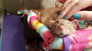Unbelievably Adorable Rat Enjoys Being Petted