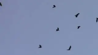 Crows in Flight
