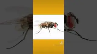 🪰👅 Gross or Cool? Flies taste with their feet 👣 what do you think? #dyk #pestcontrol #grossorcool