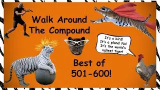 WATC - BEST of Episodes 501-600 !!!