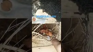 FAWN JAVA CHICKS (BABIES)🐦🐦🐦❤️❤️❤️ #shorts