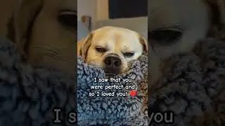 Perfect #dog #puggle #cute #shorts