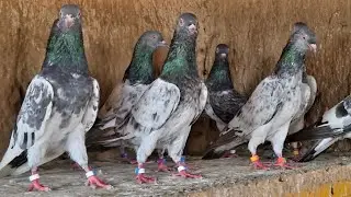 For Sale | 6 Pair | Red Eyes Kamagar Daba walay Golden | MOB-9646545783 | Delivery All Over india |👍