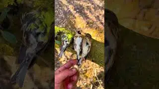 Golden Finch Sleeping 🐦 | Pyara Cute Bird Moment | Relaxing Video