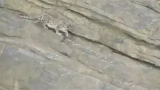 Drop snow leopard from the cliff.