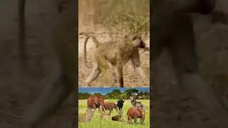 A leopard attacks A pack of baboons surrounds #LeopardAttack #Baboons #WildlifeEncounter #leopard