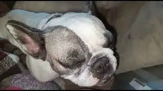 hippo is so tired