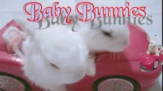 Baby Bunnies