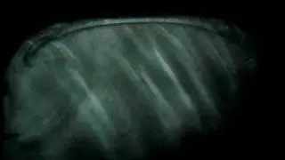 Night Diving with Whale Sharks