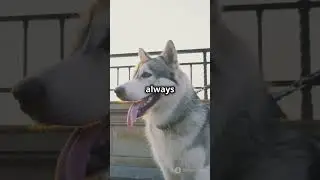 Top 5 Signs Your Siberian Husky is an Alpha!