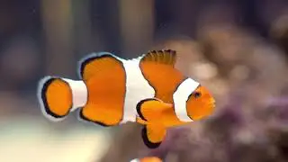 Clown Fish | Copyright Free Video Footage