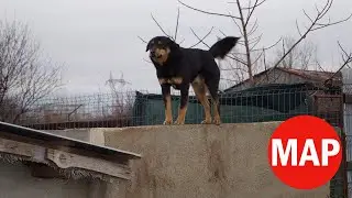 The rescue dog was just like a Houdini