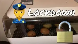 Chicken or incubator? Lock down for chicken eggs, Hatching eggs at home