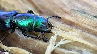 Temnoscheila chlorodia Green Ostomid Beetle