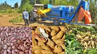 Harvesting Fresh Peanuts From Farm And Processing Peanuts