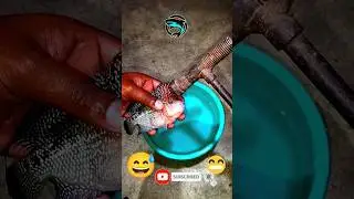 Best Idea For Flower Horn Head Growth 😹😅🤣 Hammer ⚒️ therapy #fish #flowerhorn #aquariumhobby #best