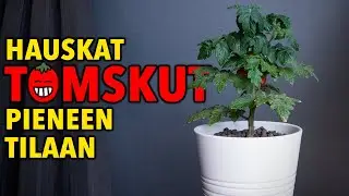 Kokeile sin&auml;kin n&auml;it&auml; s&ouml;p&ouml;j&auml; tomaatteja