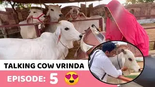 Talking Cow Vrinda | EP: 5 - Pookie Vrinda🎀