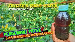 Cabe Aman Dari Patek Layu Fusarium II Sepray  Fungisida jadam Sulfur