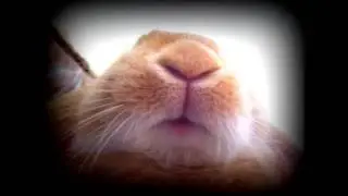 Billbo the rabbit
