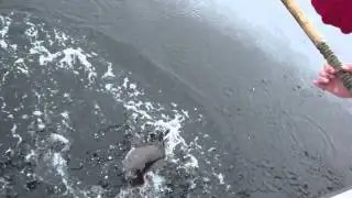 Black Rock Cod Fishing Sitka Alaska