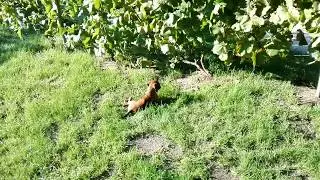 Becky Boxer K&ouml;ly&ouml;k - Napf&uuml;rdő 2 / Sunbathing 2