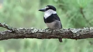 Notharchus hyperrhynchus (White -necked Puffbird &ndash; Buco de Collar) Video 01