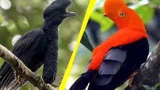 5 Most Unique Exotic Birds In The World!