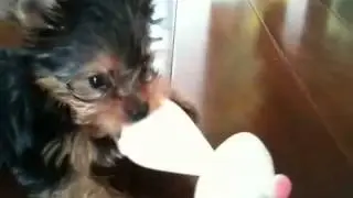 O_MaChi playing VULLI toy