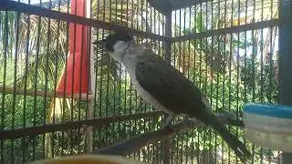 wild bird fishing finch