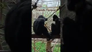 Monkey Mates: Jungle Friends Forever #fyp #trending #monkey #zoo #friends #friendship #cuteanimals