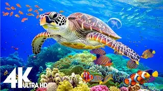 Incredible Aquarium 4K ULTRA HD | Dive Deep & Explore the Ocean's Hidden World - Dream Life