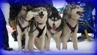 Sled Dog Races! Kalkaska Winterfest 2014