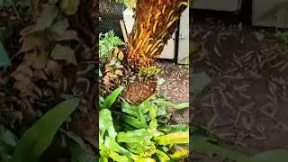Soft tree fern #treefern #plants #ferns