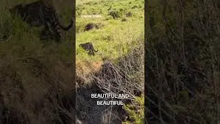 #leopard #massaimara #kenya 