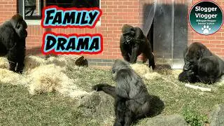 Gorilla Family Drama Punches and Pushes