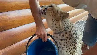Герда выполняет команды! Это Самый удивительный гепард! 