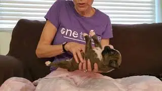 BioSensor on a 2 week old boxer puppy