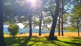 Feel the Sunlight ☀️ and spread Happiness Relieving Stress