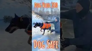 Heroic Dog Rescue from Thin Ice: Winter Survival Tips & Real-Life Safety Guide ❄️🐕 #dogvlog
